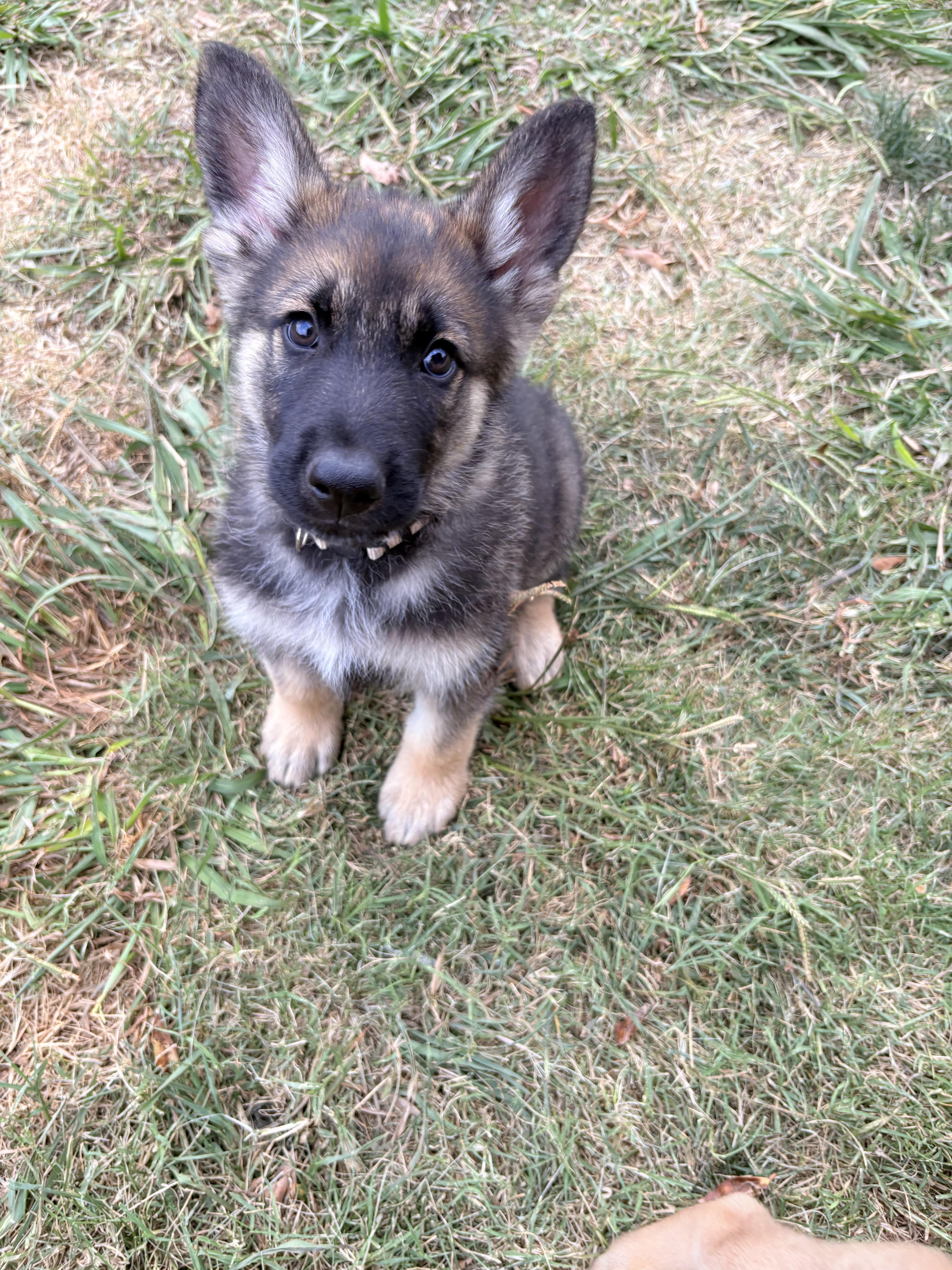 A baby small-sized male German Shepherd Dog dog named Bosch for adoption in Discovery Bay, CA