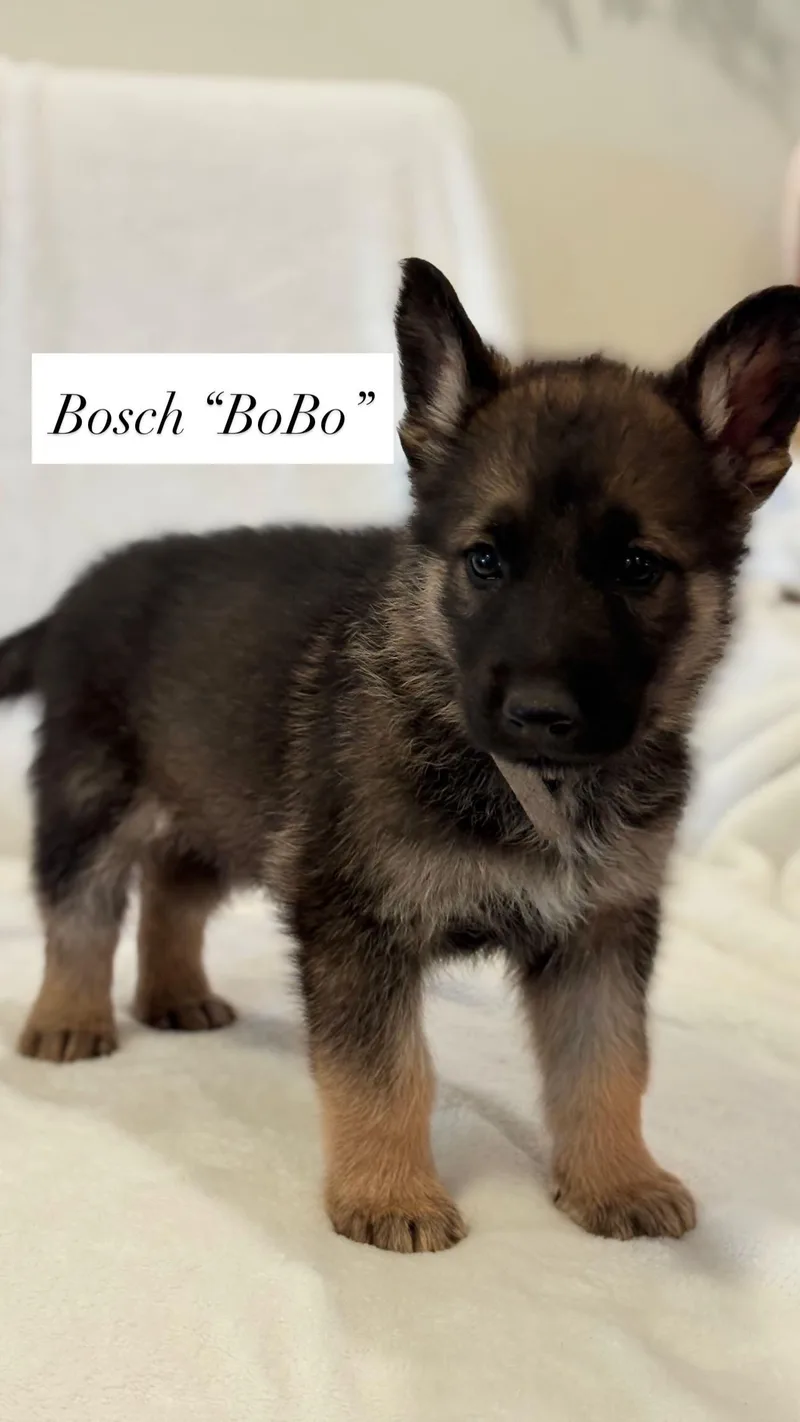 Bosch thumbnail 2