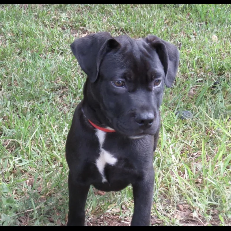 A baby medium-sized female Pit Bull Terrier dog named Ulani for adoption in Lake Jackson, TX