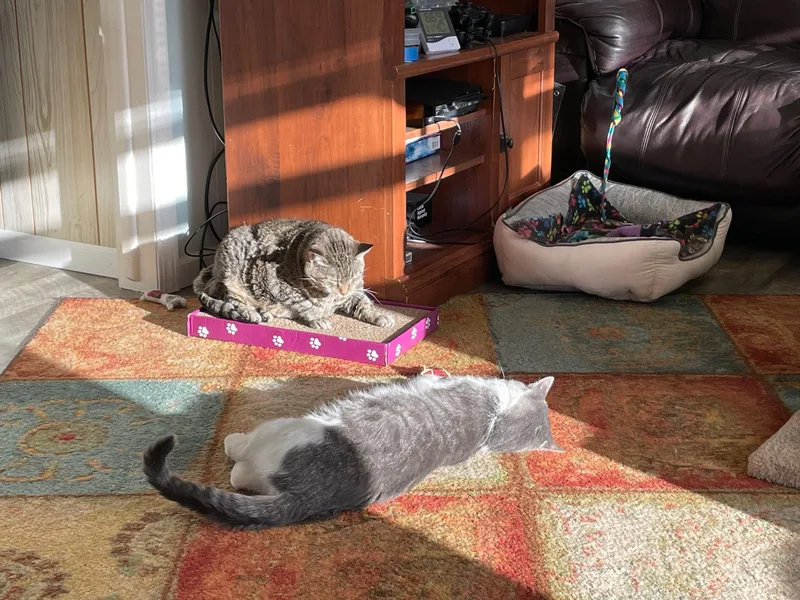 Meatball thumbnail 2