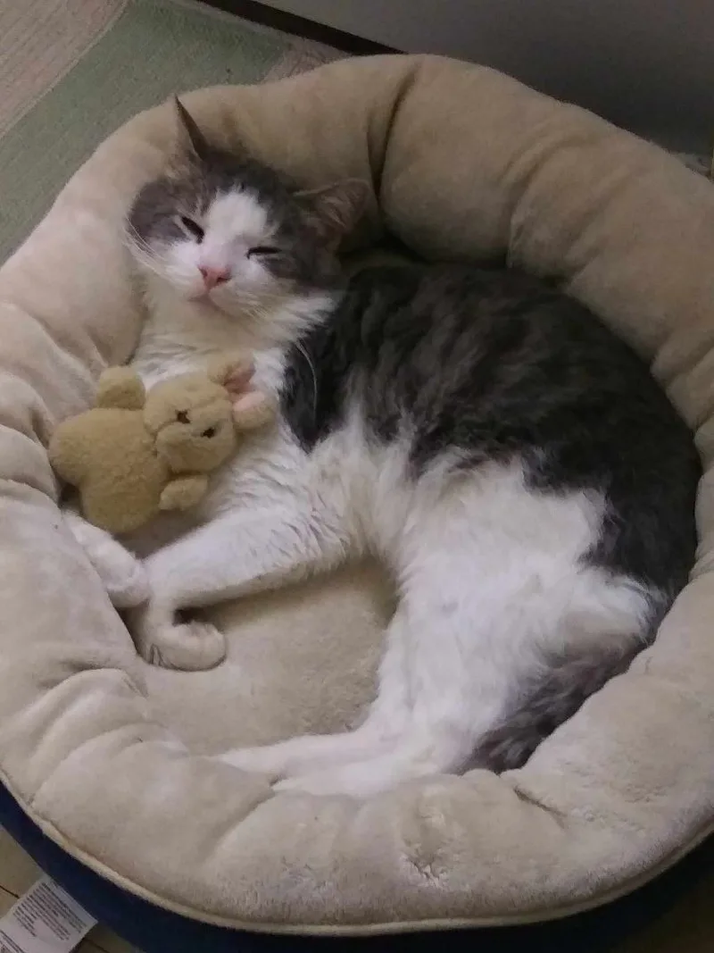 Meatball thumbnail 3