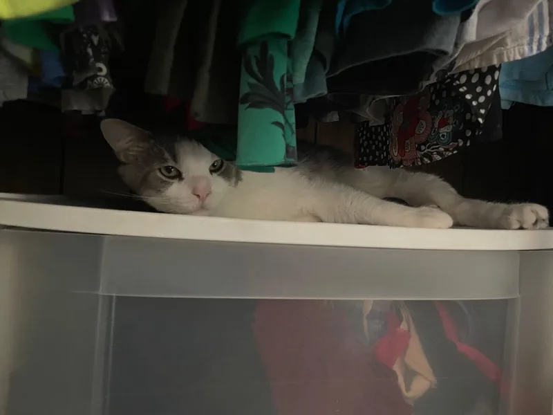 Meatball thumbnail 4