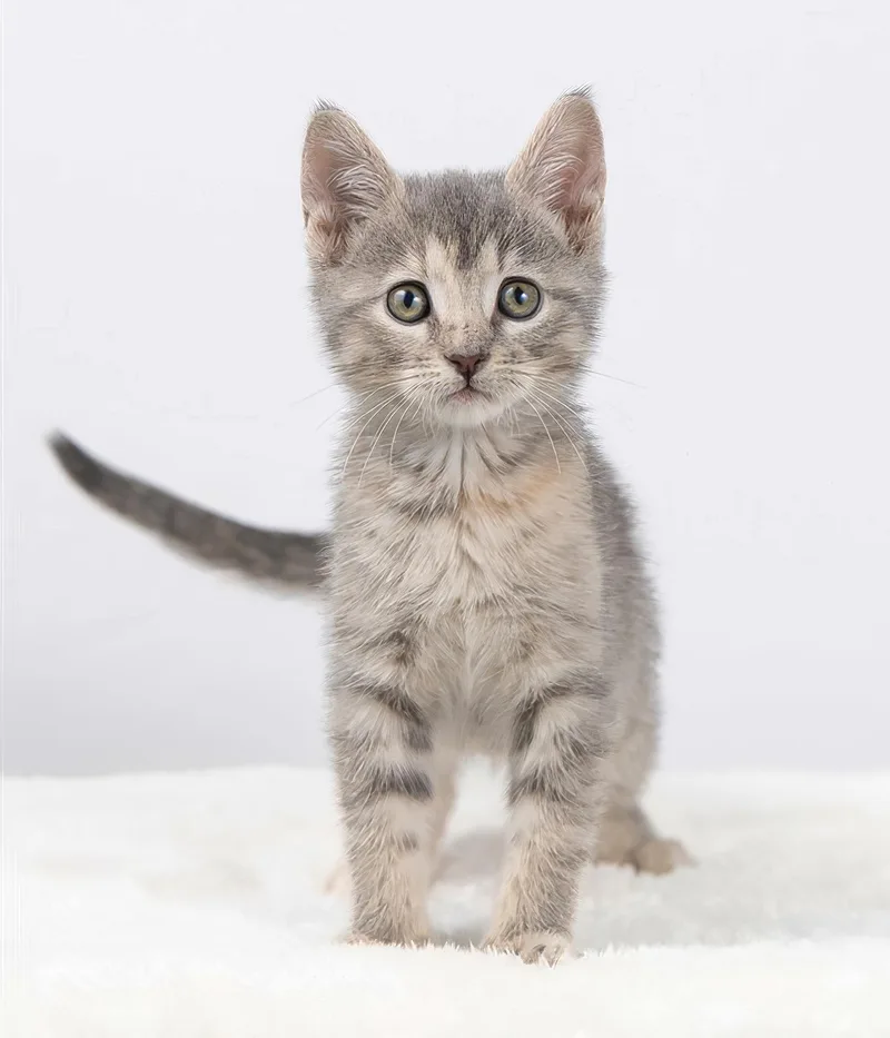 A baby medium-sized female Tabby (Gray / Blue / Silver) Domestic Short Hair cat named Tess for adoption in Nashville, TN