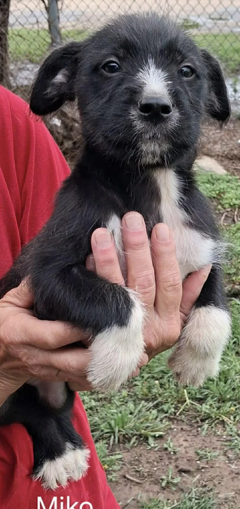 A baby medium-sized female Black Mixed Breed dog named Miko for adoption in Whiting, NJ