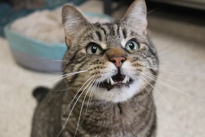 An adult medium-sized female Tabby (Brown / Chocolate) Domestic Short Hair cat named Randall Boggs for adoption in Fairfax, VA