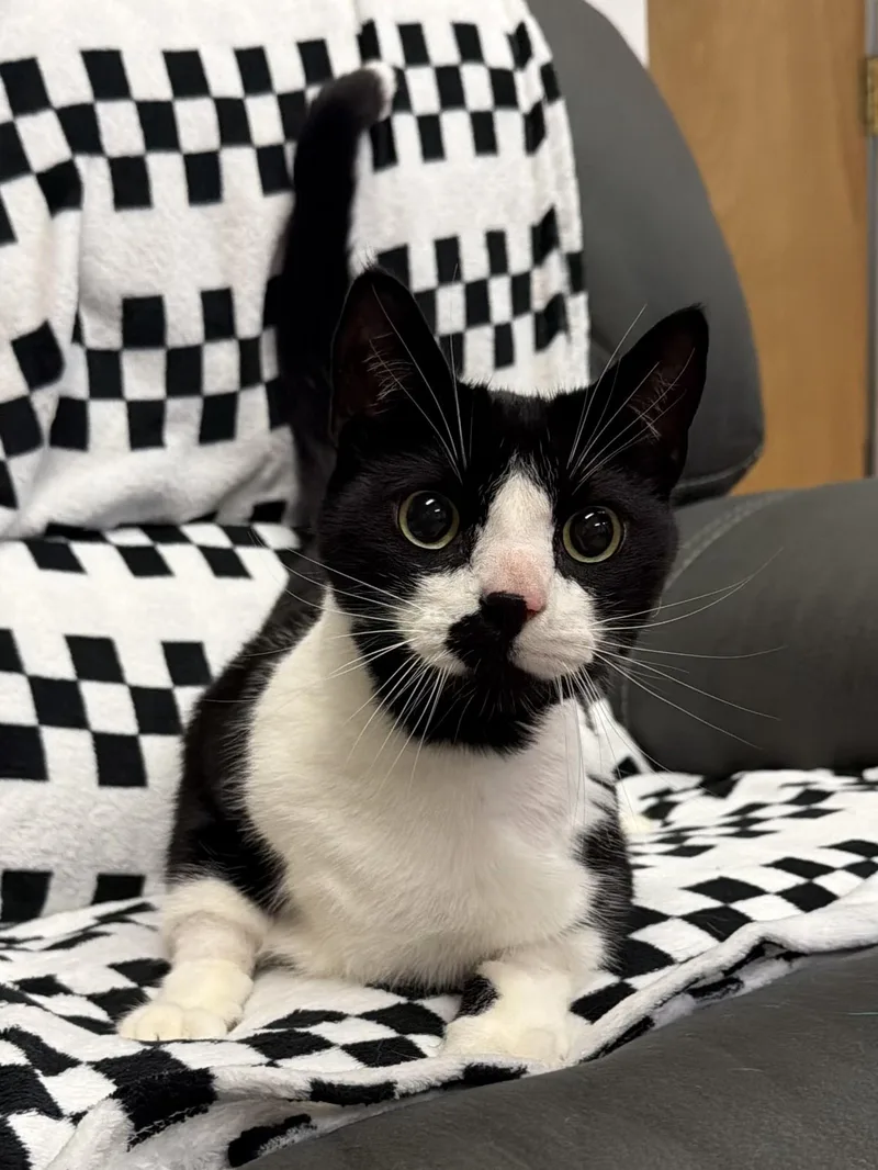 An adult medium-sized male Black & White / Tuxedo Domestic Short Hair cat named Oreo for adoption in West Haven, CT