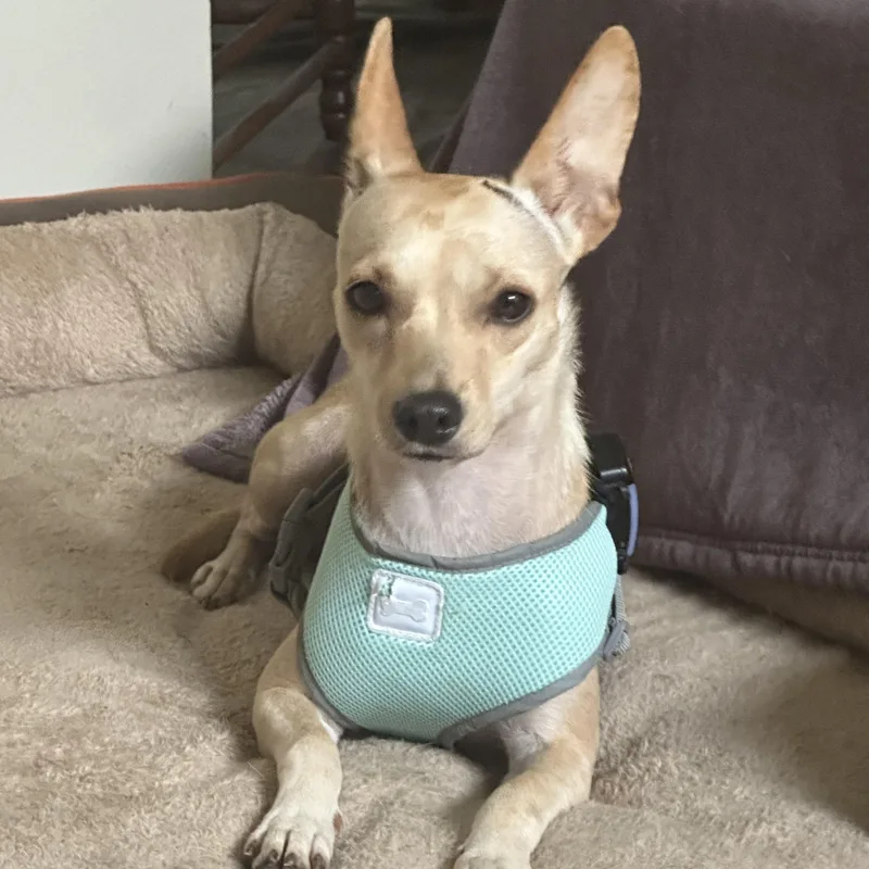 An adult small-sized female Chihuahua dog named Lilly for adoption in Pass Christian, MS