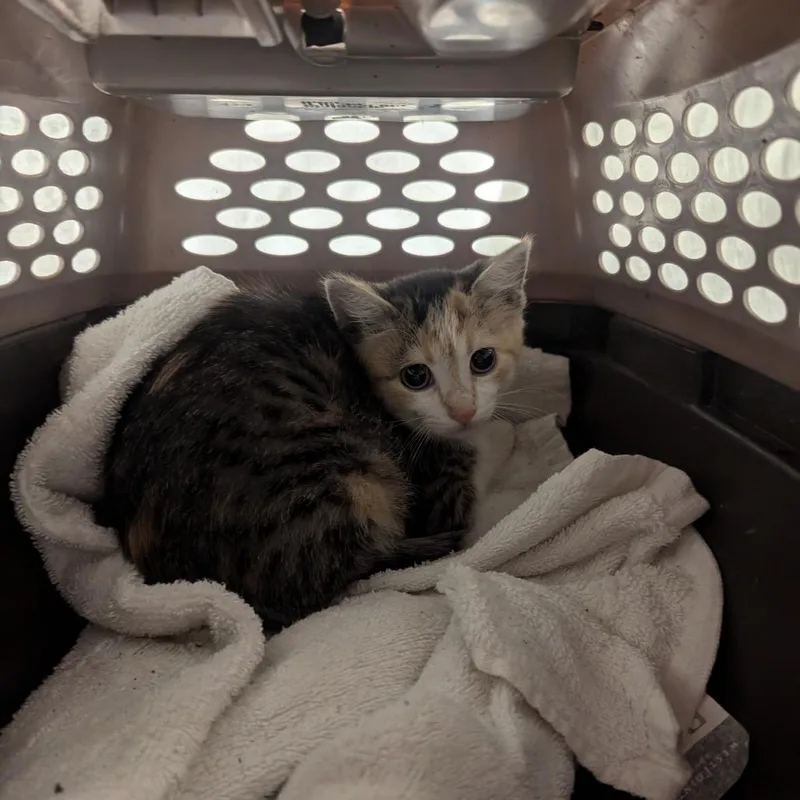 A baby small-sized female Calico Domestic Short Hair cat named Seashell for adoption in Charlottesville, VA
