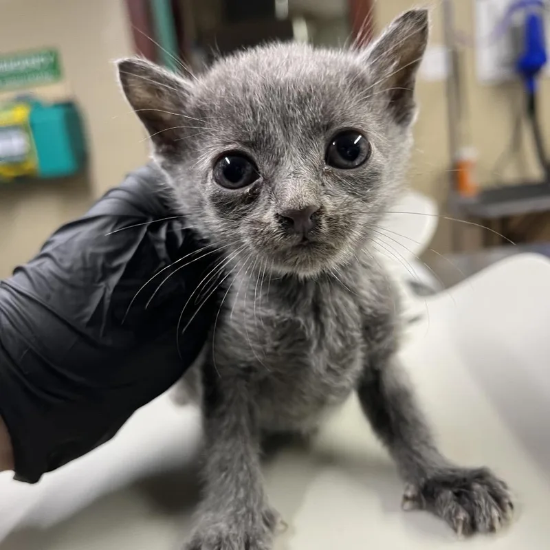 A baby small-sized male Gray / Blue / Silver Domestic Short Hair cat named Steven for adoption in Pauls Valley, OK