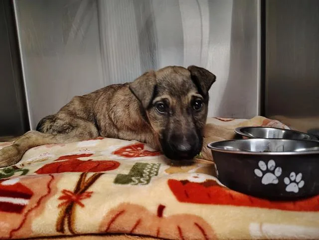 A baby small-sized male German Shepherd Dog dog named Eshe for adoption in Albuquerque, NM