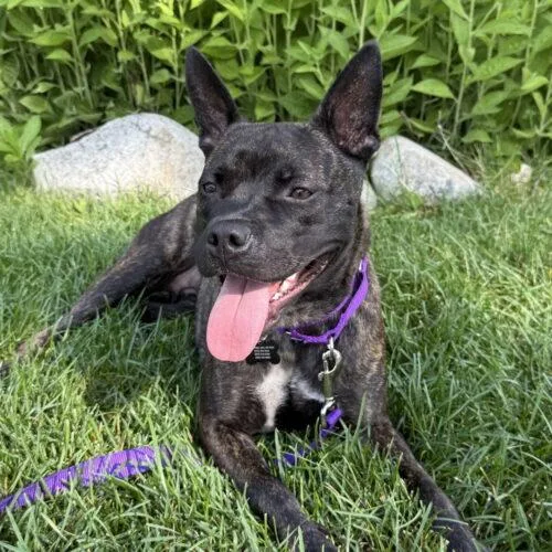 A young medium-sized female Brindle Terrier dog named Diva SCAS for adoption in Rockaway, NJ