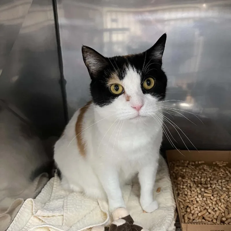 An adult large-sized female Calico Domestic Short Hair cat named Rizzy for adoption in Lyndhurst, VA