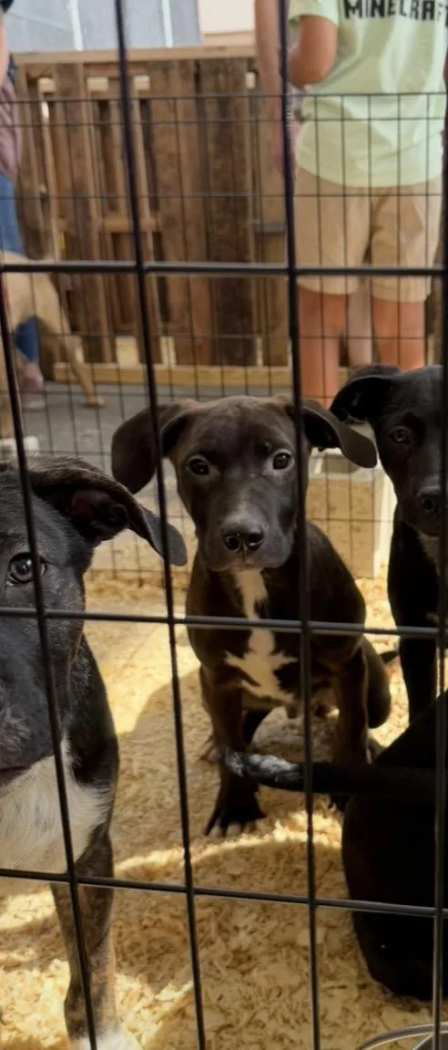 A baby medium-sized male Brown / Chocolate Labrador Retriever dog named Baner for adoption in Wonder Lake, IL