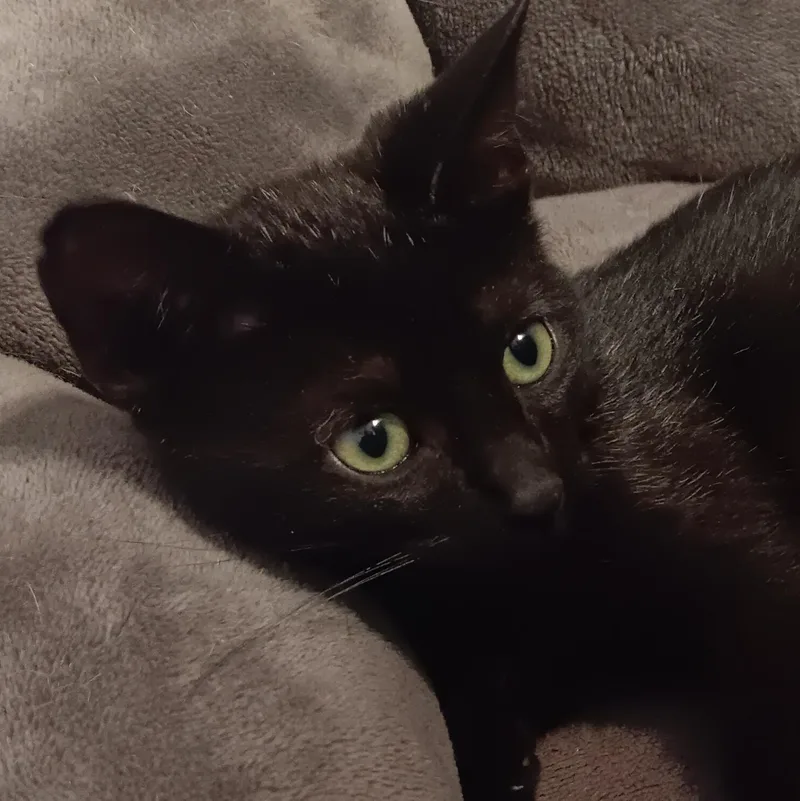 A baby small-sized male Black Domestic Short Hair cat named Craig n' DayDay for adoption in Bloomfield, NJ
