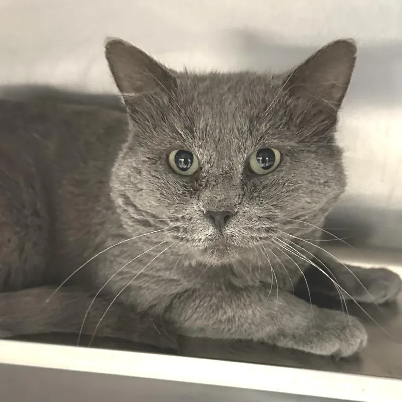 An adult large-sized male Gray / Blue / Silver Domestic Short Hair cat named Big Bookie for adoption in Naperville, IL
