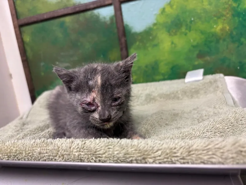 A baby small-sized female Domestic Short Hair cat named Duck for adoption in Houston, TX