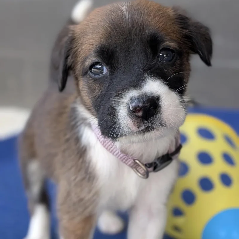 A baby medium-sized female Tricolor (Brown, Black, & White) Pointer dog named Wisteria  Fairy Garden for adoption in Spring Hill, TN