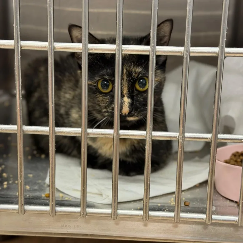 An adult large-sized female Black Domestic Short Hair cat named Hissy Missy for adoption in Fort Smith, AR