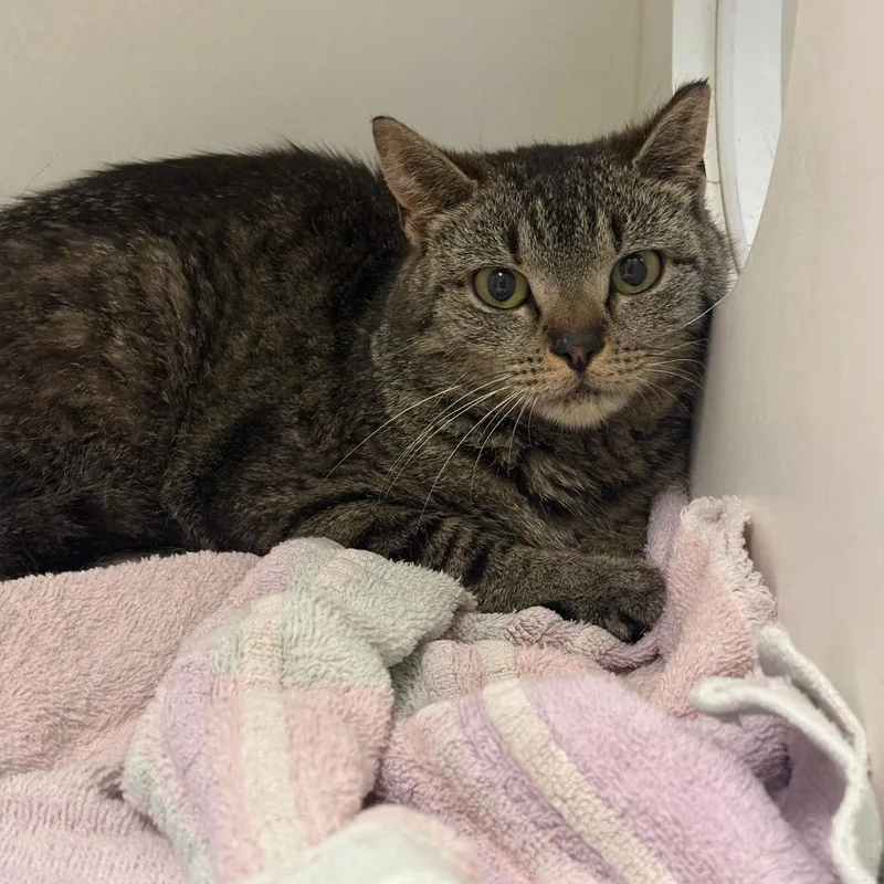 A young medium-sized female Black Domestic Short Hair cat named Jody for adoption in Philadelphia, PA
