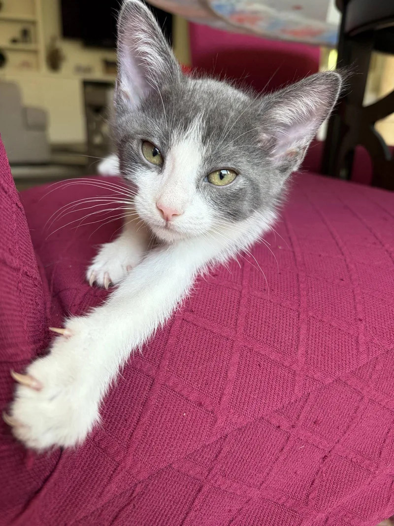 A baby medium-sized male Gray & White Domestic Short Hair cat named Tide for adoption in Plano, TX
