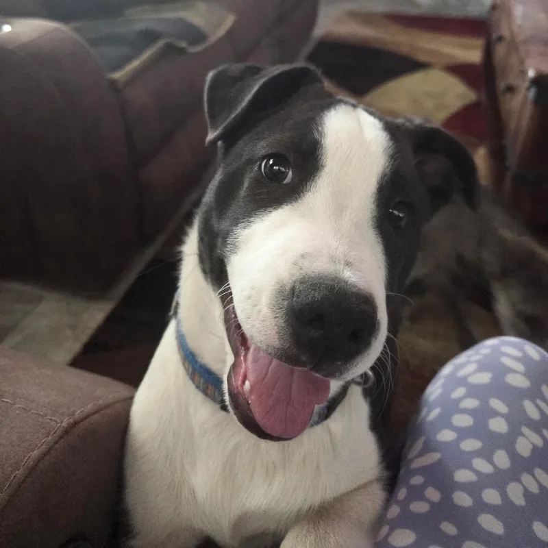 A young medium-sized male White / Cream Pit Bull Terrier dog named Daytona for adoption in Prescott, AZ