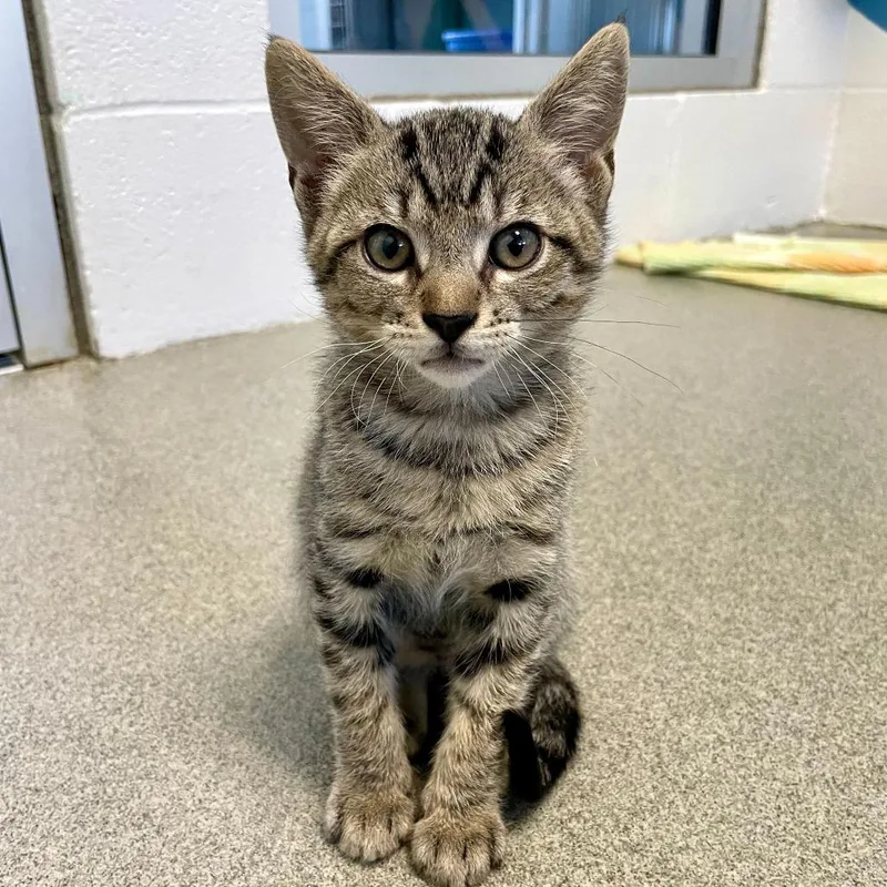 A baby small-sized male Gray / Blue / Silver Domestic Short Hair cat named Gopher for adoption in Carencro, LA