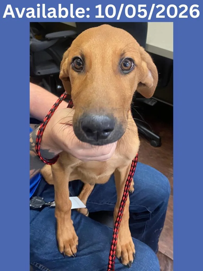 A baby large-sized male Hound dog named Dog Kennel  Whiskey for adoption in Greenville, TX