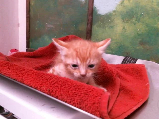 A baby small-sized female Domestic Short Hair cat named Dough for adoption in Houston, TX