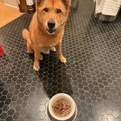 A senior medium-sized male Red / Chestnut / Orange Jindo dog named Jaco for adoption in Wells, NV