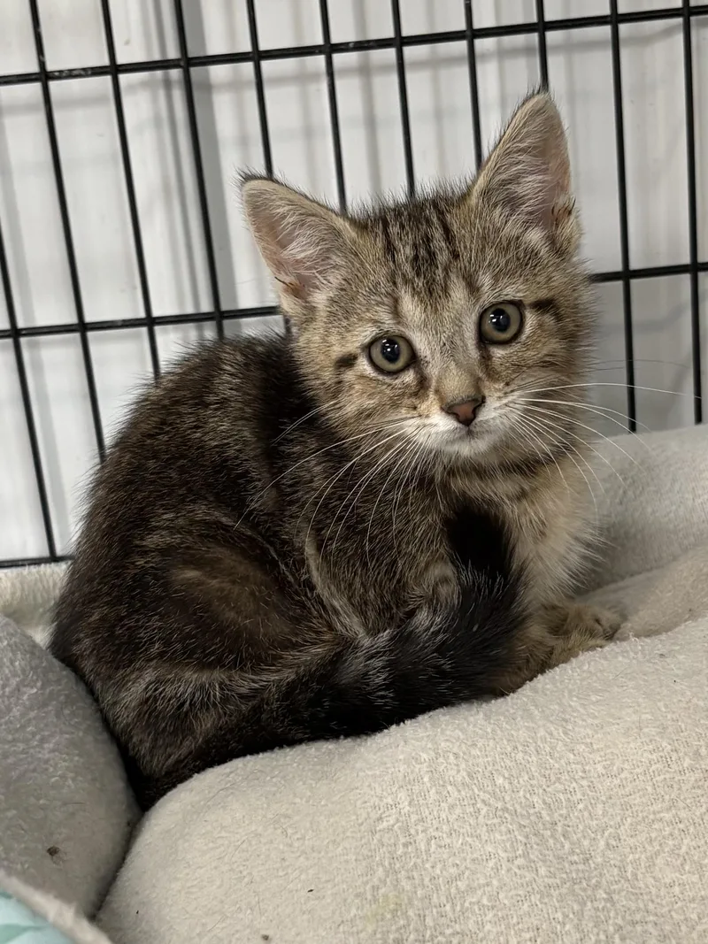 A baby medium-sized male American Shorthair cat named John for adoption in Big Rapids, MI