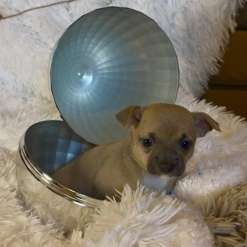A baby small-sized female Chihuahua dog named Peep for adoption in Chico, CA