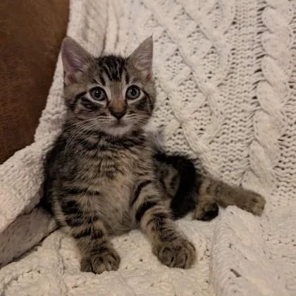 A baby medium-sized female Domestic Short Hair cat named Frosted Flake for adoption in Savannah, GA