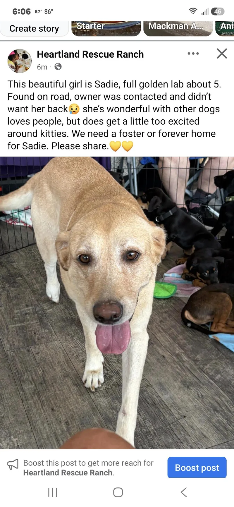 An adult large-sized female Golden Retriever dog named Sadie for adoption in Panama City, FL
