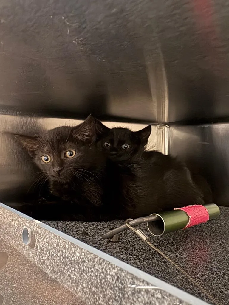 A baby small-sized male Domestic Short Hair cat named Licorice for adoption in Johnson City, TN