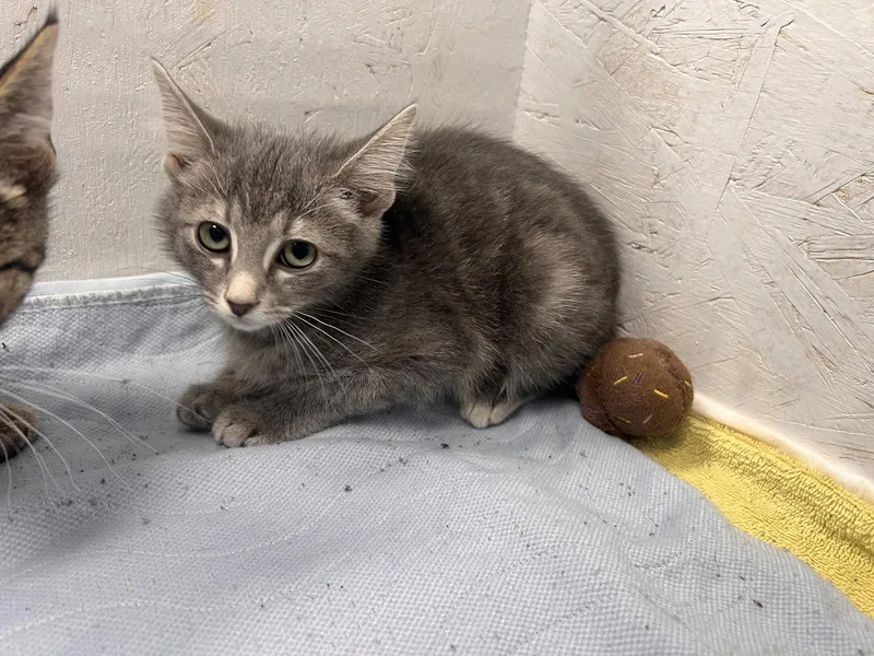 A baby medium-sized female Tabby cat named Lisa for adoption in Georgetown, KY