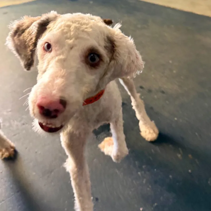 A young small-sized female White / Cream Miniature Schnauzer dog named Chipotlie  Missouri for adoption in Peyton, CO
