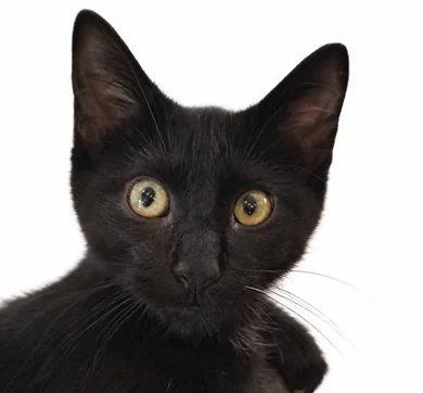 A young medium-sized male Black Bombay cat named Claude for adoption in Nashville, TN