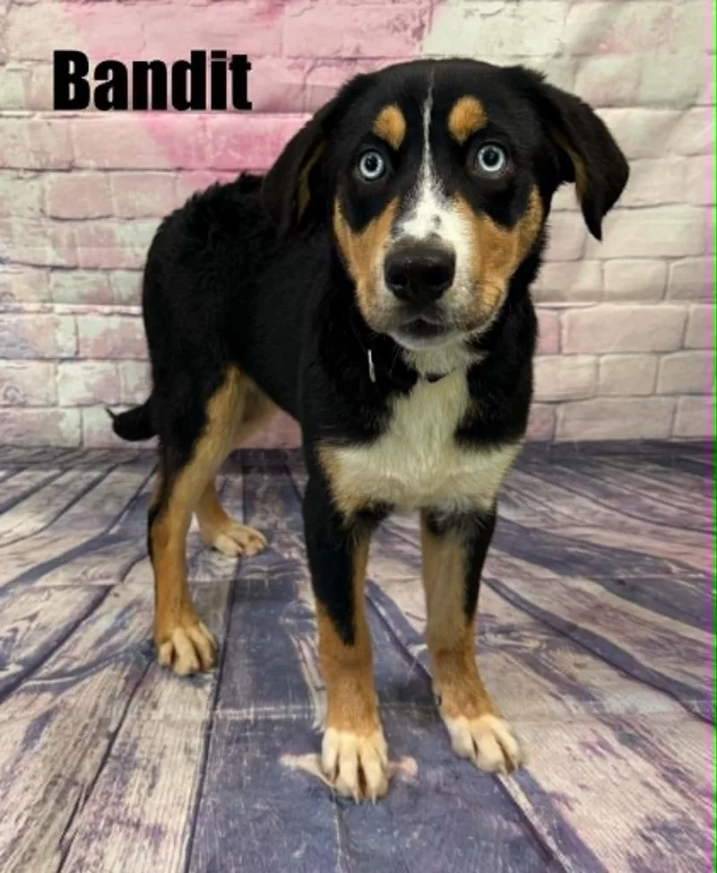 Bandit thumbnail 2
