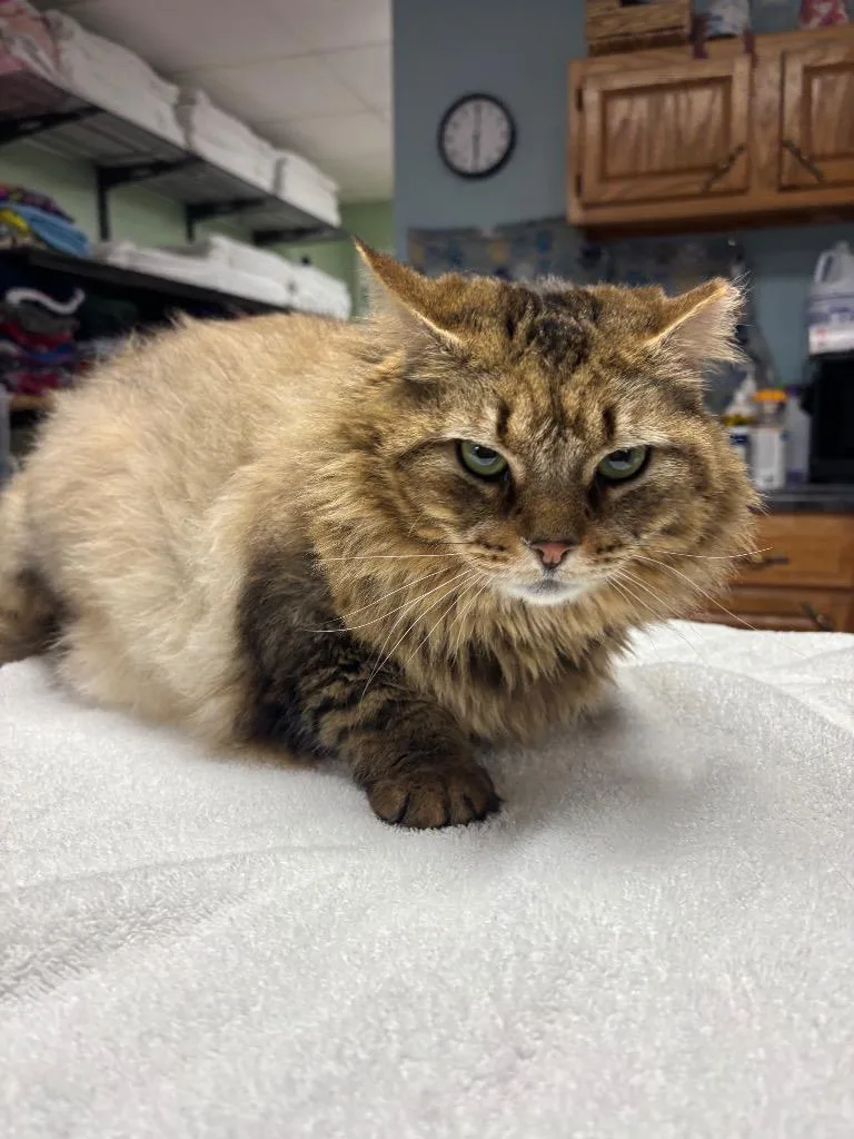 An adult large-sized female Domestic Long Hair cat named Emma for adoption in Wabash, IN