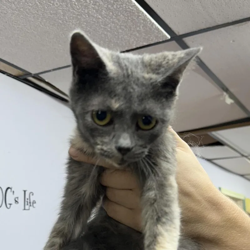 A young small-sized female Domestic Short Hair cat named Gordita for adoption in Corbin, KY