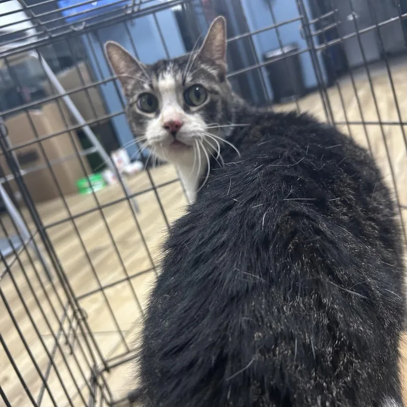 A senior medium-sized male Brown / Chocolate Domestic Short Hair cat named JigSaw for adoption in Newark, NJ