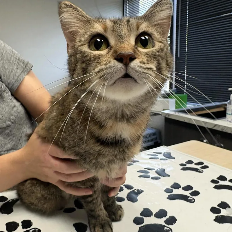 An adult small-sized female Tortoiseshell Domestic Short Hair cat named Even Star for adoption in St. Paul, MN