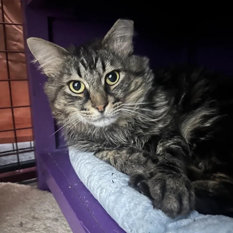 A young medium-sized male Black Domestic Long Hair cat named Nils for adoption in Grand Rapids, MI