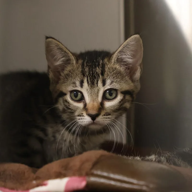 A baby small-sized female Brown / Chocolate Domestic Short Hair cat named Melody for adoption in Briarcliff Manor, NY