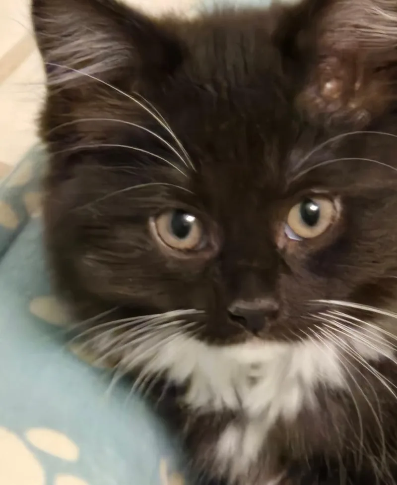 A baby medium-sized female Domestic Long Hair cat named Cadenza for adoption in South Bend, IN