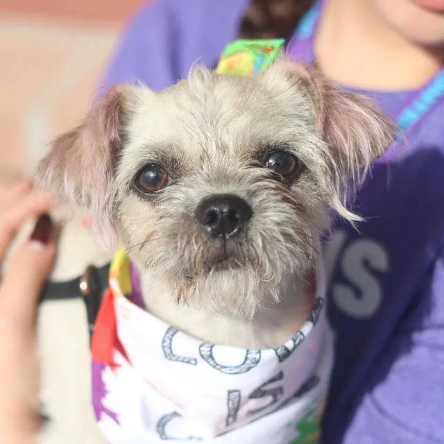 A young small-sized female Terrier dog named Missie for adoption in San Antonio, TX