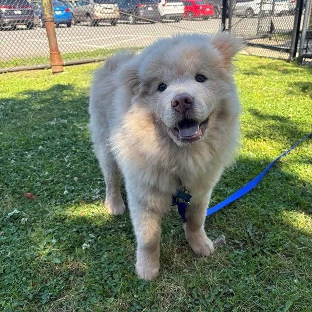 A young medium-sized male Chow Chow dog named Bear for adoption in Boston, MA
