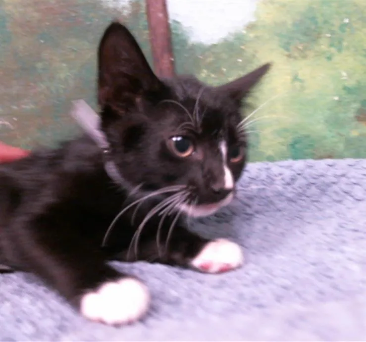 A baby small-sized male Domestic Short Hair cat named Alec for adoption in Houston, TX