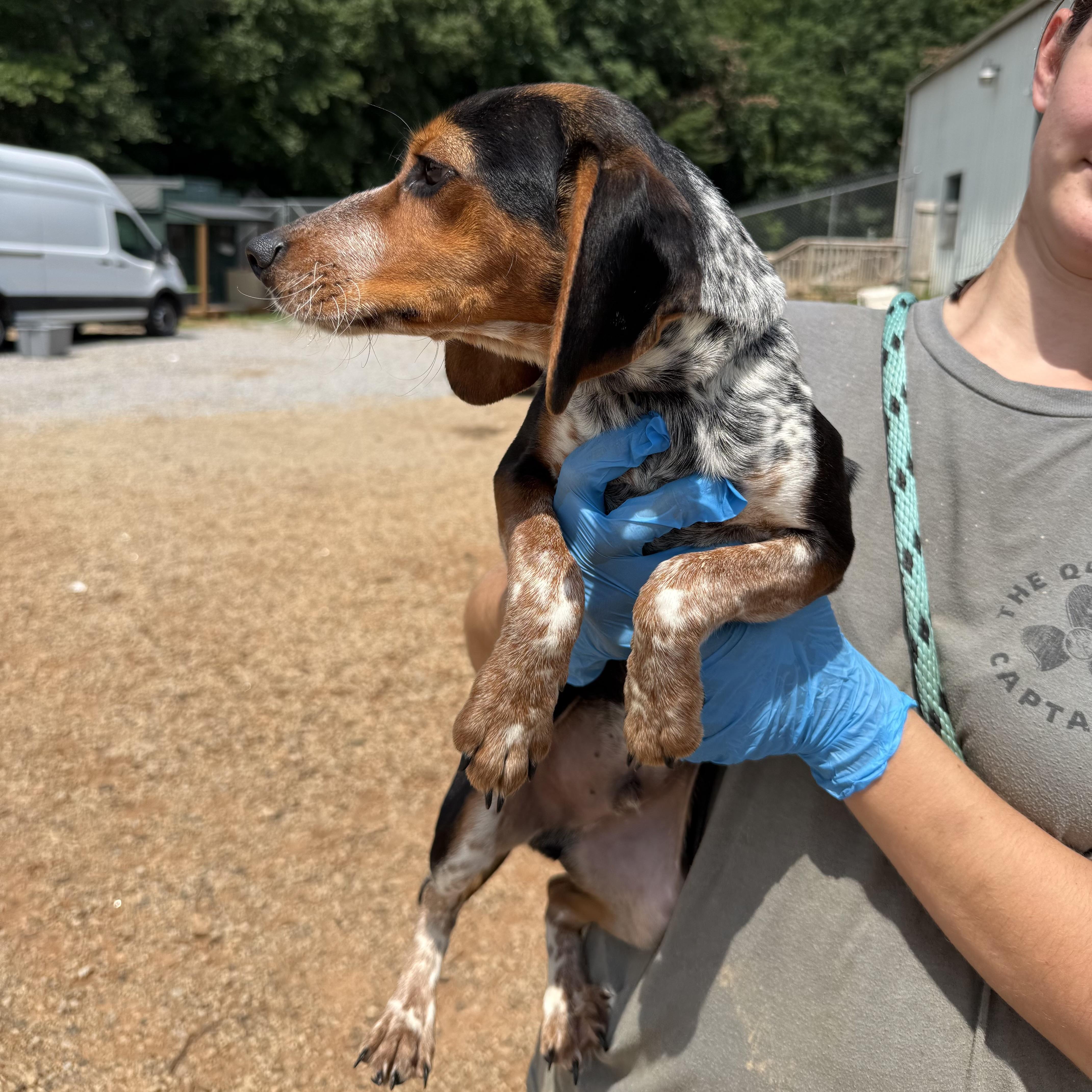 A baby medium-sized male Tricolor (Brown, Black, & White) Beagle dog named Huckleberry for adoption in Columbia, SC