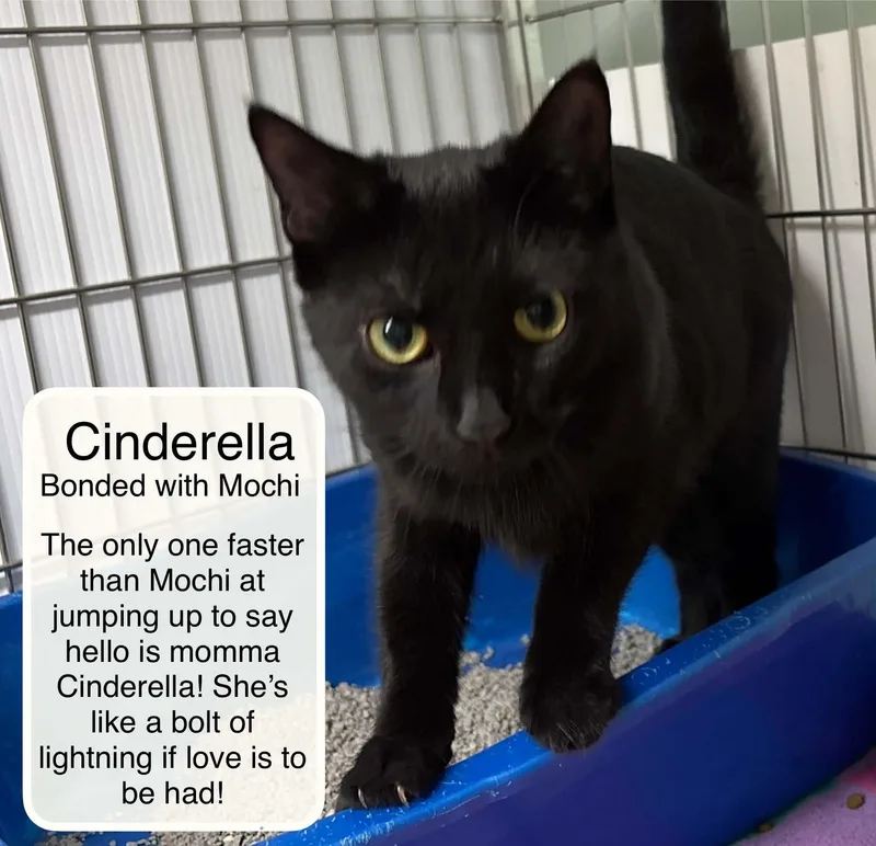 An adult medium-sized female Black Domestic Short Hair cat named Cinderella and Mochi for adoption in Ellicott City, MD